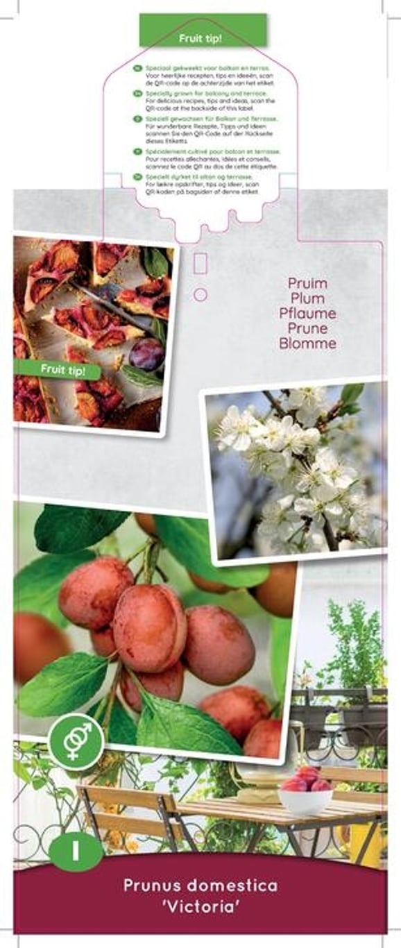 Prunus d. 'Victoria' - C5 60-80 CM Patio